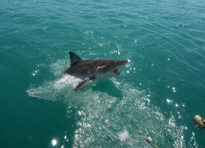 Great White Shark Leaps Out Of The Water And Terrifies Tourists (4 pics)