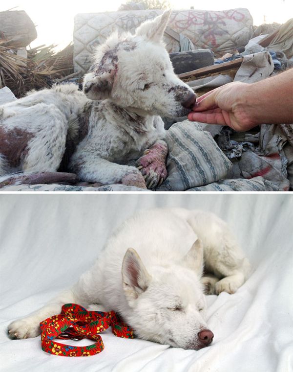 Rescue Dog Transformations Reveal The True Power Of Love (20 pics)
