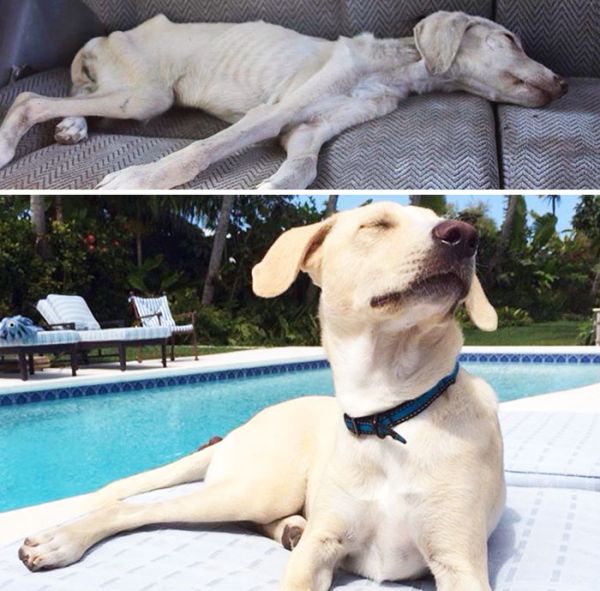 Rescue Dog Transformations Reveal The True Power Of Love (20 pics)