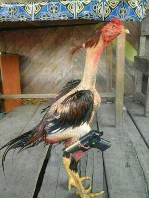 Acid Picdump (93 pics)