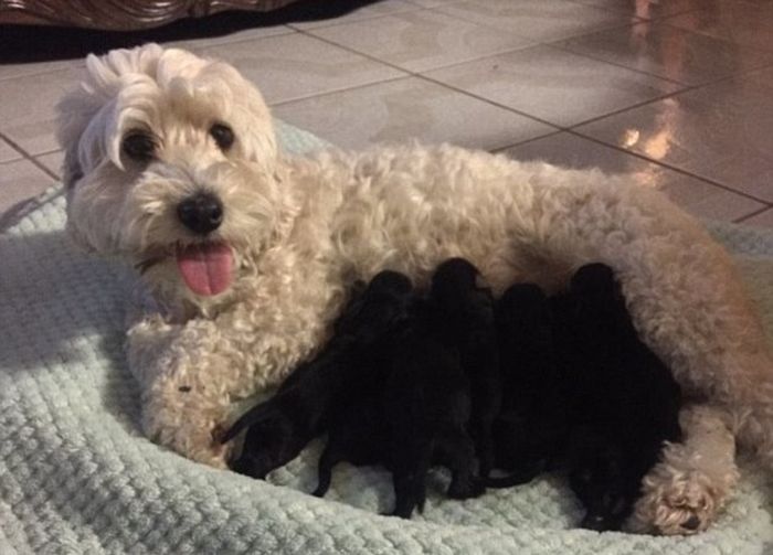 Twitter Users Demand Paternity Test For Suspicious Litter Of Pups (4 pics)
