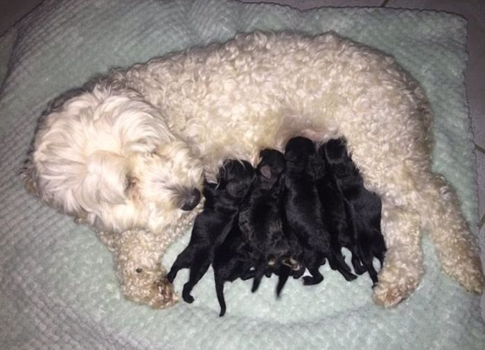Twitter Users Demand Paternity Test For Suspicious Litter Of Pups (4 pics)