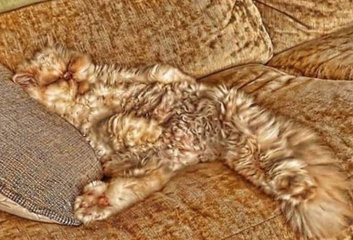 Cats Who Have Some Serious Camouflage Skills (12 pics)