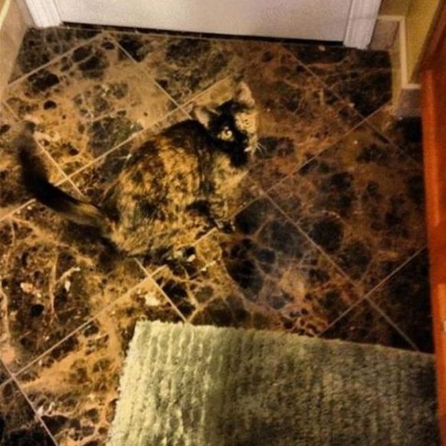 Cats Who Have Some Serious Camouflage Skills (12 pics)