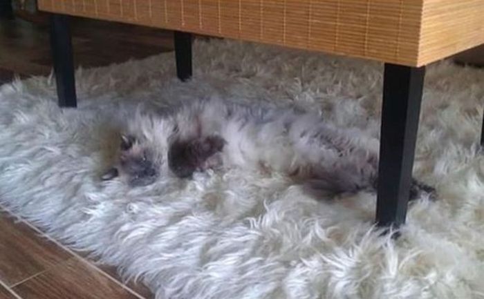 Cats Who Have Some Serious Camouflage Skills (12 pics)