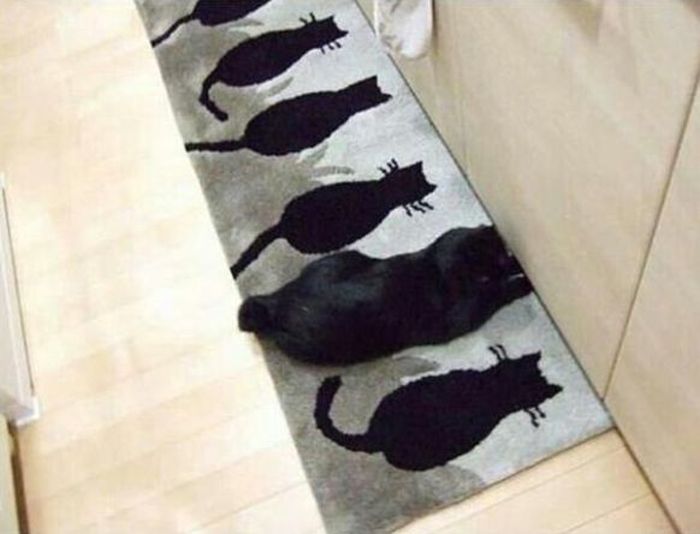 Cats Who Have Some Serious Camouflage Skills (12 pics)
