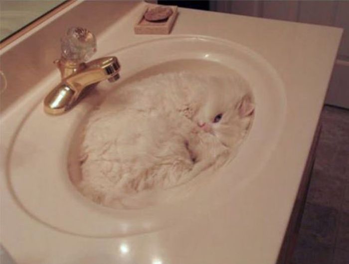 Cats Who Have Some Serious Camouflage Skills (12 pics)