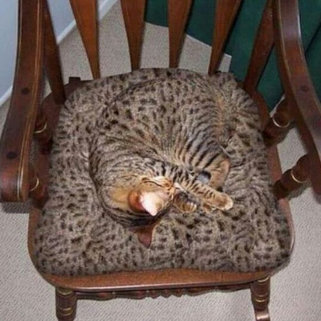 Cats Who Have Some Serious Camouflage Skills (12 pics)