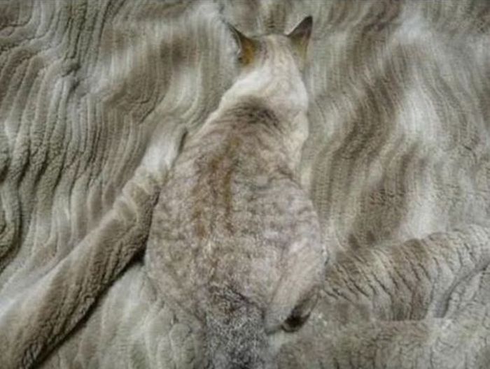 Cats Who Have Some Serious Camouflage Skills (12 pics)