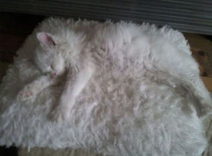 Cats Who Have Some Serious Camouflage Skills (12 pics)