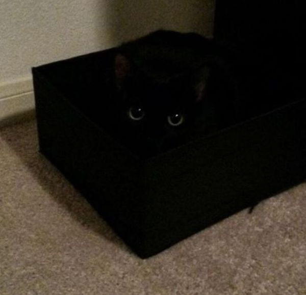 Cats Who Have Some Serious Camouflage Skills (12 pics)