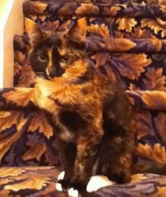 Cats Who Have Some Serious Camouflage Skills (12 pics)