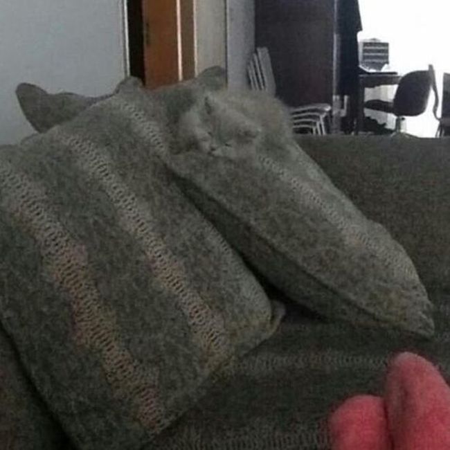 Cats Who Have Some Serious Camouflage Skills (12 pics)