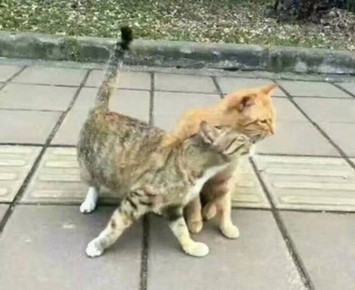 This Love Story Has A Sad Ending (4 pics)