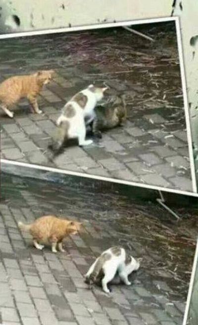 This Love Story Has A Sad Ending (4 pics)