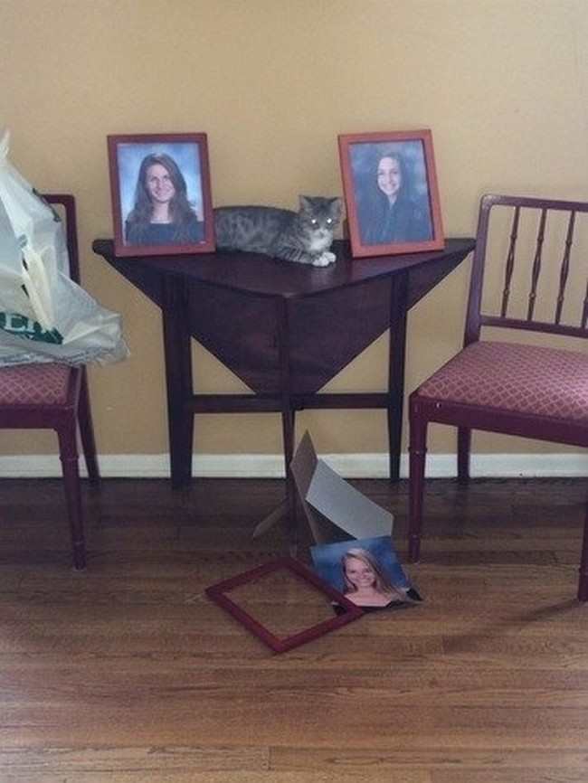 Cats That Just Don’t Have A Care In The World (15 pics)