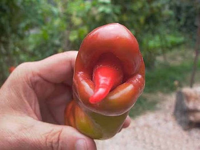 Sometimes Nature Takes On Bizarre Forms (50 pics)