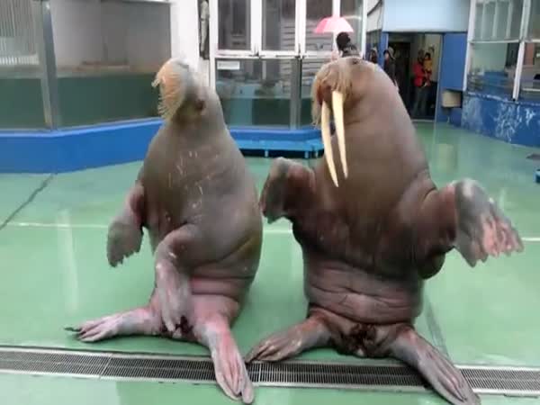 Walrus Dancing