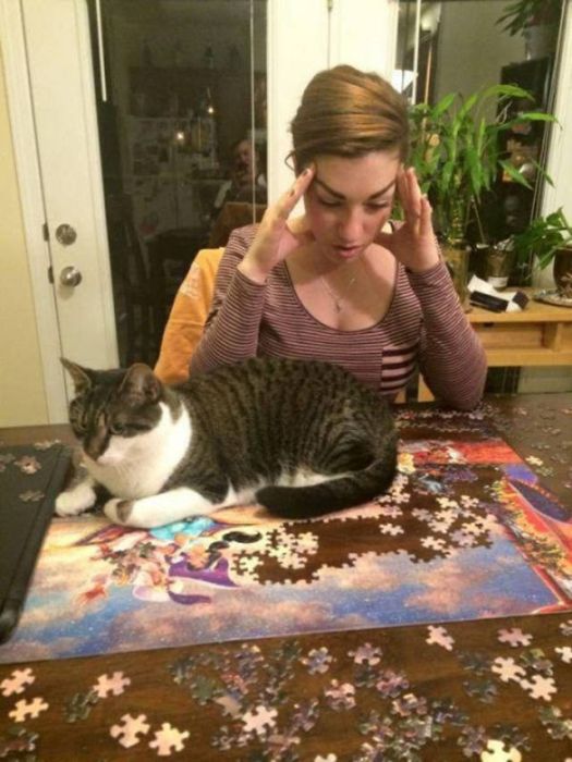 It's A Cat's World We Just Live In It (20 pics)