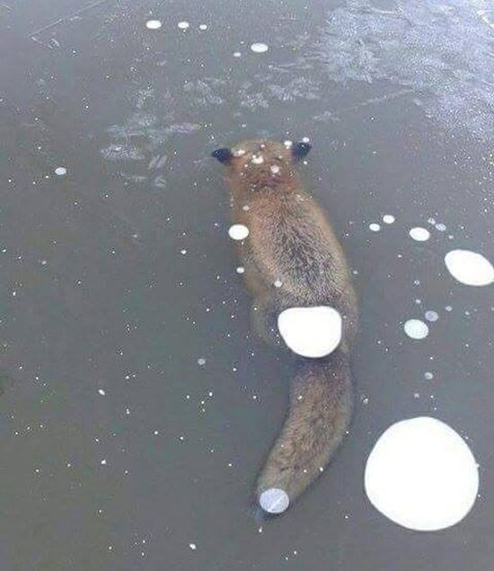 Frozen Fox Found In Lake (2 pics)