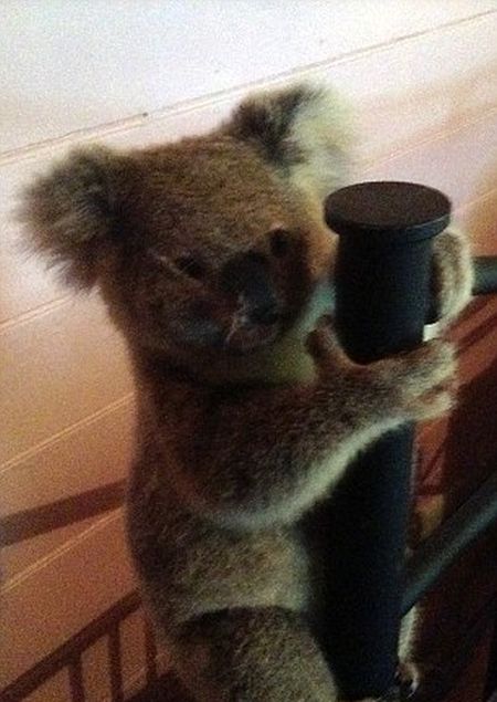Australian Couple Come Home To Find Baby Koala In Their Room (3 pics)