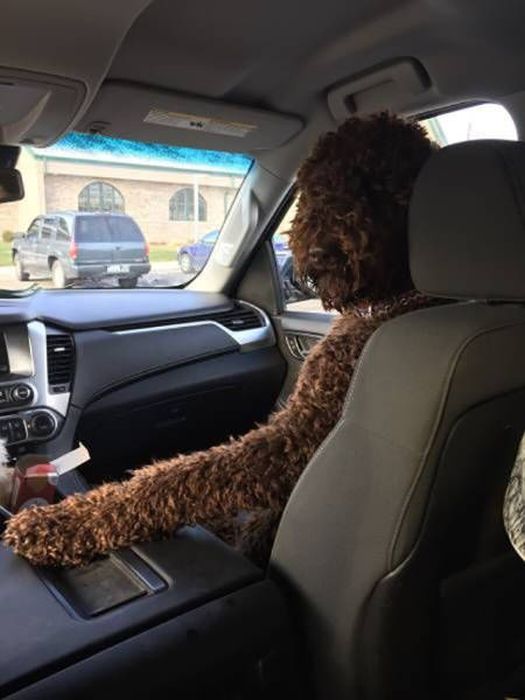 A Hilarious Dose Of Car Humor To Make Your Day (45 pics)