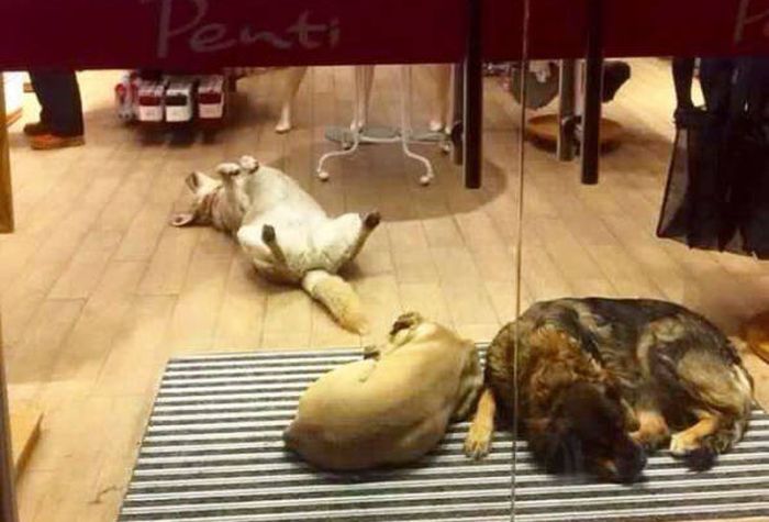 Local Istanbul Shop Owners Take Care Of Their Furry Friends (9 pics)