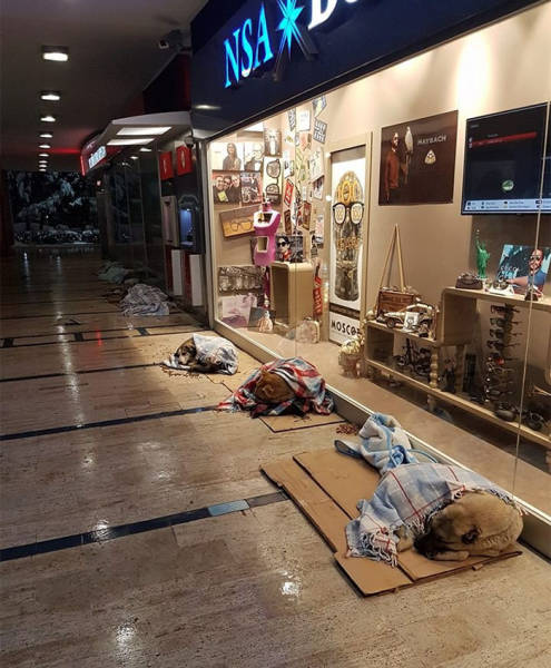Local Istanbul Shop Owners Take Care Of Their Furry Friends (9 pics) Local Istanbul Shop Owners Take Care Of Their Furry Friends (9 pics)