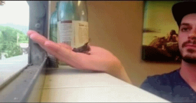 Acid Gifdump, January 16, 2017 (25 gifs)