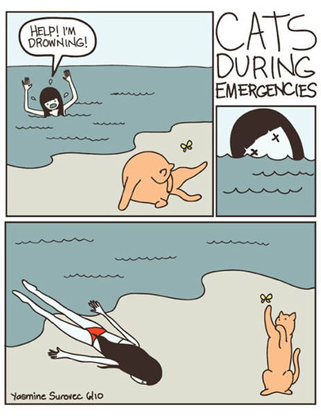 Life Is Never Boring When You Live With A Cat (50 pics)