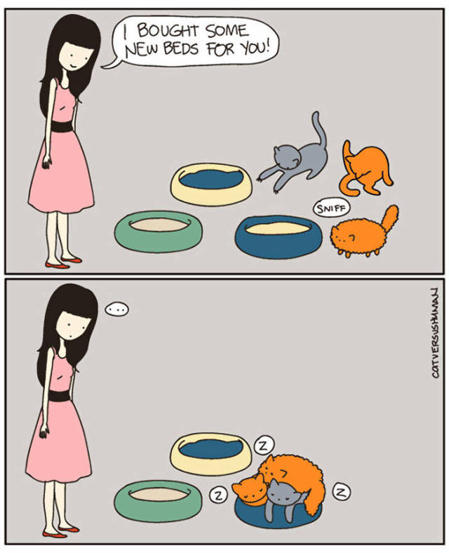 Life Is Never Boring When You Live With A Cat (50 pics)