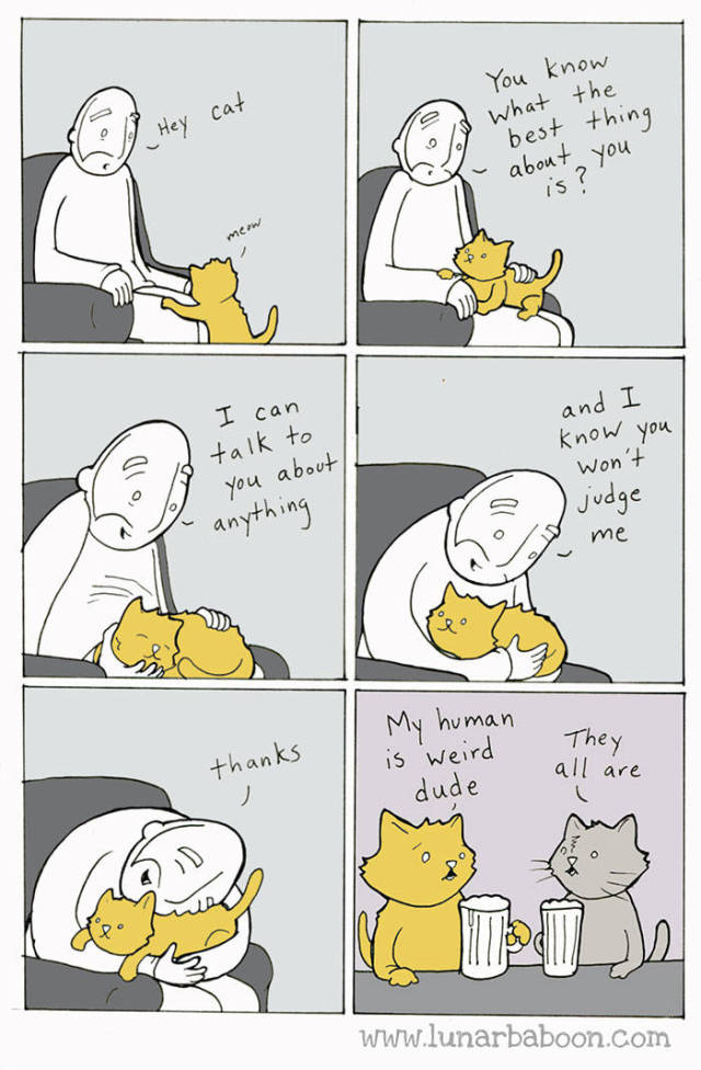 Life Is Never Boring When You Live With A Cat (50 pics)