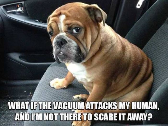 If People Could Read The Minds Of Dogs (12 pics)