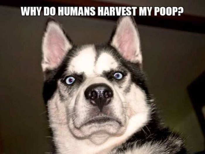 If People Could Read The Minds Of Dogs 12 Pics