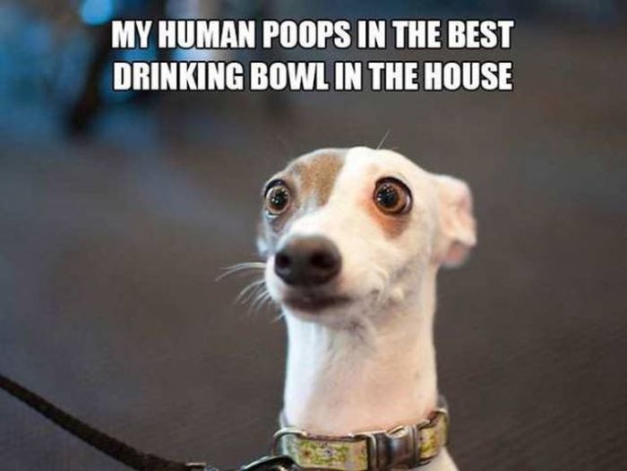 If People Could Read The Minds Of Dogs (12 pics)