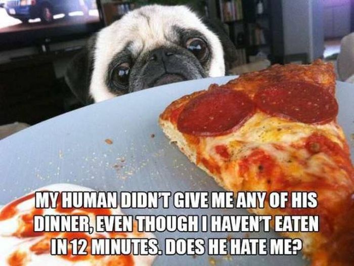 If People Could Read The Minds Of Dogs (12 pics)