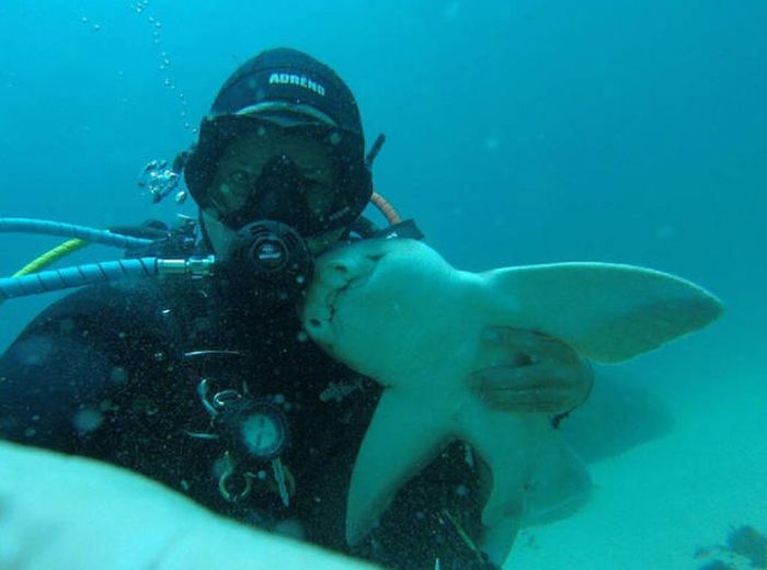 This Guy Just Loves To Play With Sharks (8 pics)