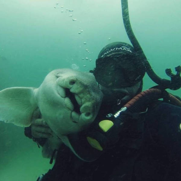 This Guy Just Loves To Play With Sharks (8 pics)