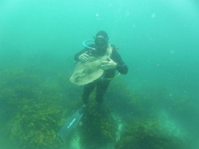 This Guy Just Loves To Play With Sharks (8 pics)