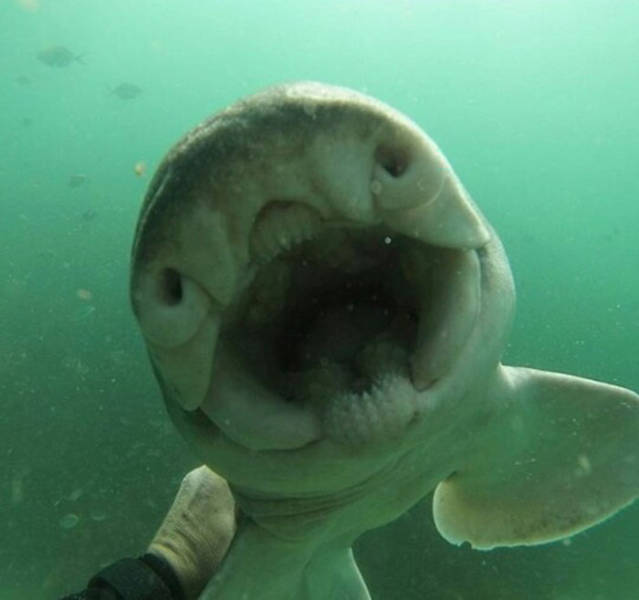 This Guy Just Loves To Play With Sharks (8 pics)