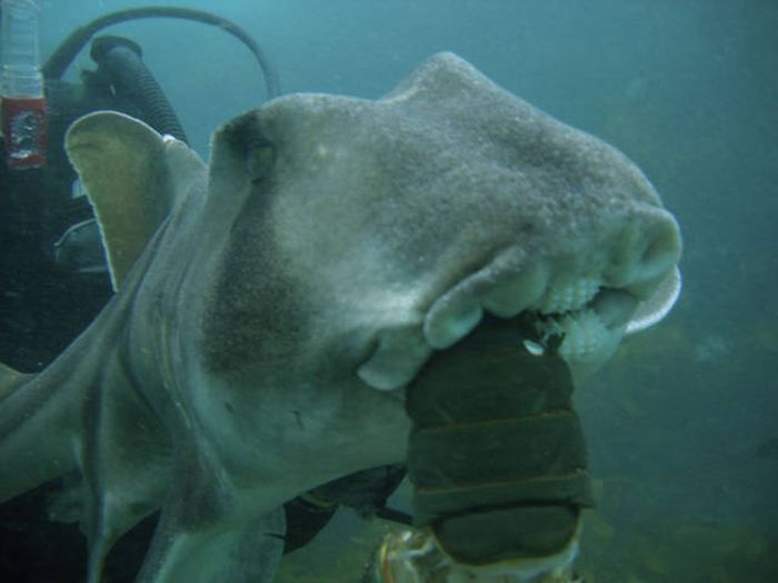 This Guy Just Loves To Play With Sharks (8 pics)