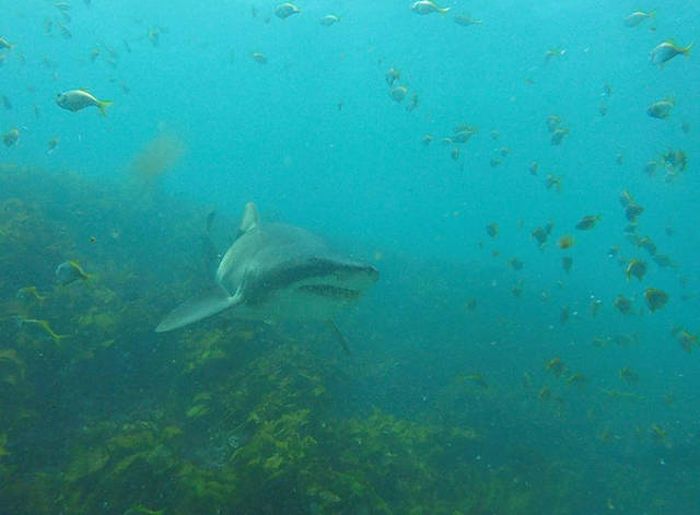 This Guy Just Loves To Play With Sharks (8 pics)