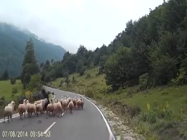 Angry Sheep Trample Woman One Comes Back And Rams Her In The Head