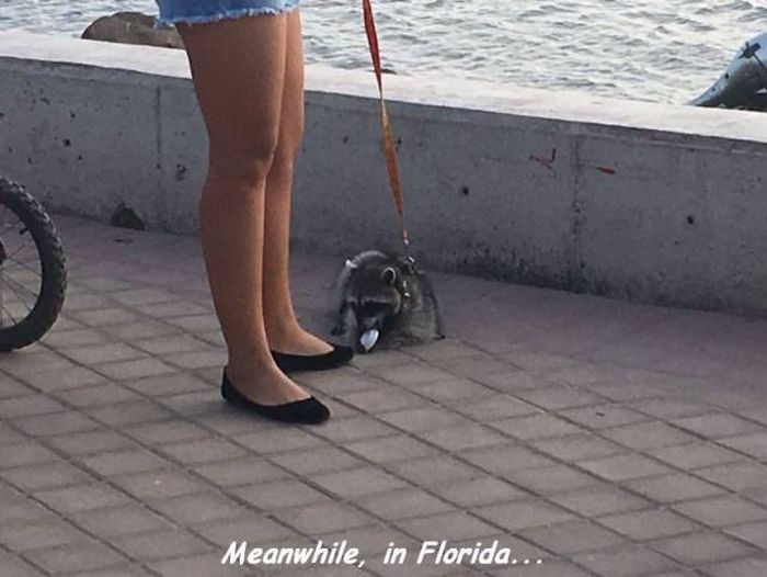 Acid Picdump (96 pics)