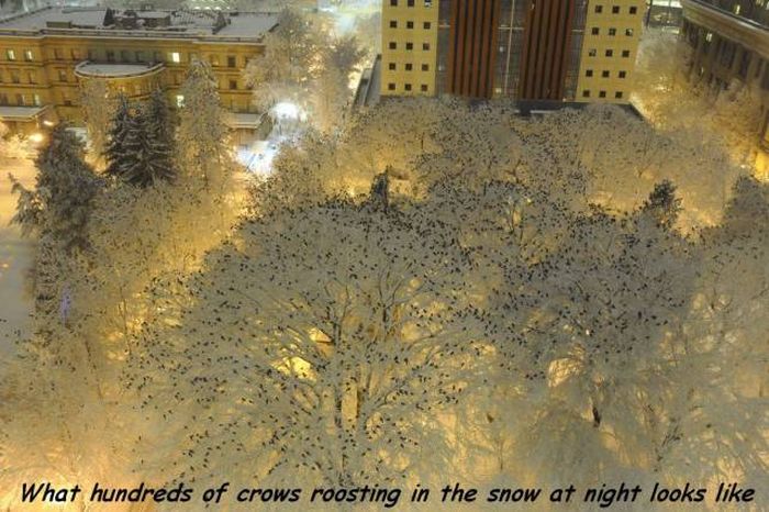 Acid Picdump (96 pics)