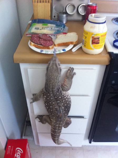 Acid Picdump (96 pics)
