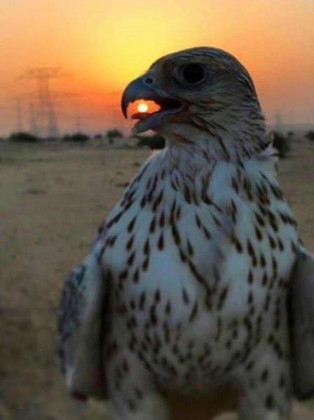 There Couldn’t Possibly Have Been A Better Moment To Take These Photos (37 pics)