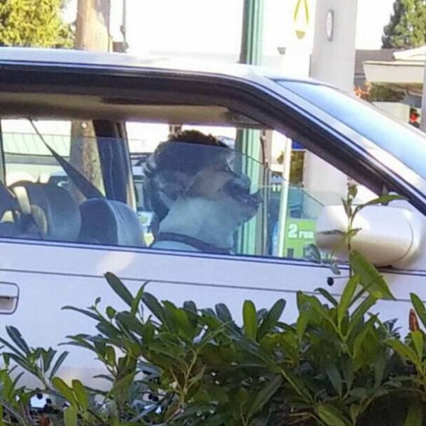 There Couldn’t Possibly Have Been A Better Moment To Take These Photos (37 pics)