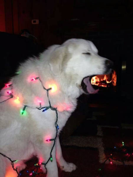 There Couldn’t Possibly Have Been A Better Moment To Take These Photos (37 pics)