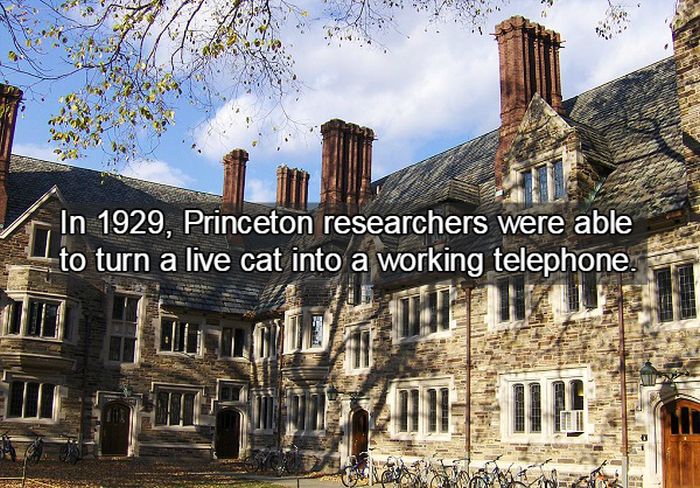 History Facts You Definitely Didn't Learn In School (18 pics)